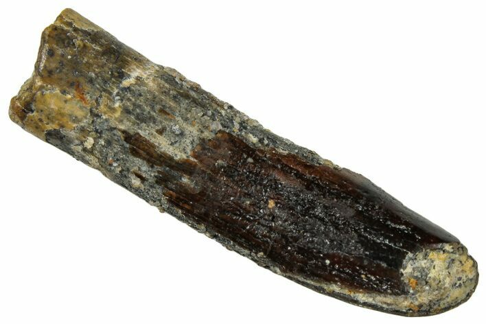 Fossil Sauropod Dinosaur (Titanosaur) Tooth - Morocco #297386